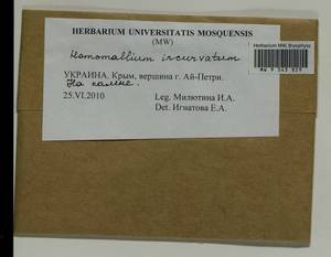 Homomallium incurvatum (Schrad. ex Brid.) Loeske, Bryophytes, Bryophytes - Crimea (B3a) (Russia)
