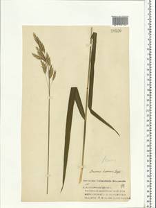 Bromus inermis Leyss., Eastern Europe, Volga-Kama region (E7) (Russia)