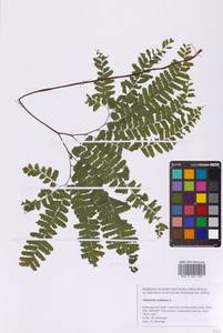 Adiantum pedatum L., Siberia, Russian Far East (S6) (Russia)