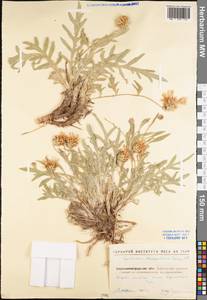 Psephellus marschallianus (Spreng.) K. Koch, Eastern Europe, North Ukrainian region (E11) (Ukraine)