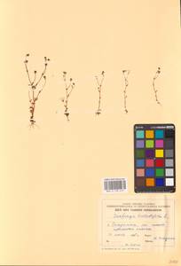 Saxifraga tridactylites L., Eastern Europe, Estonia (E2c) (Estonia)