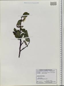 Salix pulchra Cham., Siberia, Central Siberia (S3) (Russia)