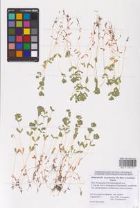 Lythrum borysthenicum (M. Bieb. ex Schrank) Litv., Eastern Europe, Lower Volga region (E9) (Russia)