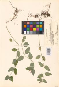 Clinopodium vulgare L., Eastern Europe, Moscow region (E4a) (Russia)