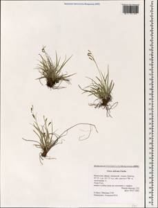 Carex delicata C.B.Clarke, Mongolia (MONG) (Mongolia)