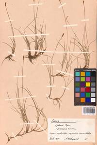 Carex parallela (Laest.) Sommerf., Eastern Europe, Eastern region (E10) (Russia)