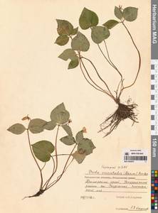 Viola orientalis (Maxim.) W.Becker, Siberia, Russian Far East (S6) (Russia)