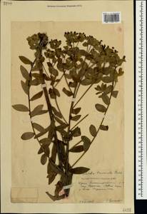 Euphorbia tauricola Prokh., Crimea (KRYM) (Russia)