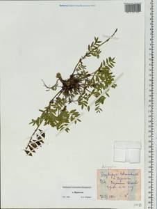 Astragalus tolmaczevii B.A. Yurtsev, Siberia, Chukotka & Kamchatka (S7) (Russia)
