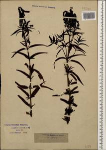 Veronica longifolia L., Caucasus, Krasnodar Krai & Adygea (K1a) (Russia)