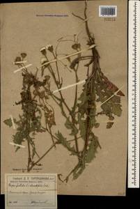 Crepis foetida subsp. rhoeadifolia (M. Bieb.) Celak., Crimea (KRYM) (Russia)