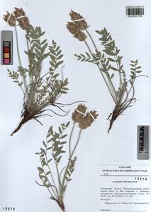 KUZ 003 783, Astragalus follicularis Pall., Siberia, Altai & Sayany Mountains (S2) (Russia)