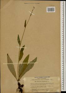Hieracium sparsum subsp. simplicicaule (Sommier & Levier) Zahn, Caucasus, Stavropol Krai, Karachay-Cherkessia & Kabardino-Balkaria (K1b) (Russia)