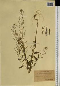 Erysimum cheiranthoides L., Siberia, Chukotka & Kamchatka (S7) (Russia)