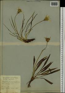 Scorzonera radiata Fisch. ex Colla, Siberia, Russian Far East (S6) (Russia)