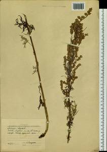 Artemisia vulgaris L., Siberia, Yakutia (S5) (Russia)