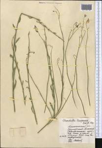 Chondrilla leiosperma Kar. & Kir., Middle Asia, Northern & Central Tian Shan (M4) (Kazakhstan)