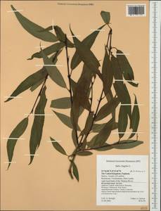 Salix fragilis L., Western Europe (EUR) (United Kingdom)