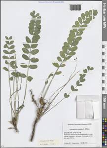 Astragalus frickii Bunge, Caucasus, Stavropol Krai, Karachay-Cherkessia & Kabardino-Balkaria (K1b) (Russia)