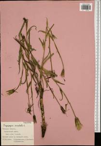 Tragopogon orientalis L., Eastern Europe, Central region (E4) (Russia)