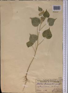 Abutilon theophrasti Medik., Middle Asia, Pamir & Pamiro-Alai (M2) (Tajikistan)