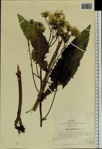 Crepis sibirica L., Siberia, Altai & Sayany Mountains (S2) (Russia)