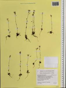 Draba subamplexicaulis C. A. Mey., Siberia, Altai & Sayany Mountains (S2) (Russia)