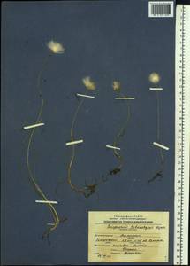 Eriophorum scheuchzeri Hoppe, Siberia, Western Siberia (S1) (Russia)