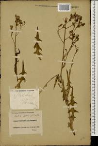 Lactuca tatarica (L.) C. A. Mey., Eastern Europe, Lower Volga region (E9) (Russia)