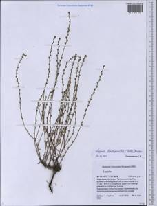 Lappula brachycentra (Ledeb.) Gürke, Middle Asia, Western Tian Shan & Karatau (M3) (Kyrgyzstan)