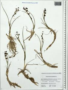 Scheuchzeria palustris L., Siberia, Baikal & Transbaikal region (S4) (Russia)