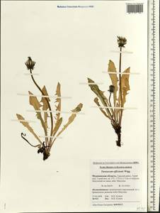 Taraxacum officinale Weber ex Wiggins, Eastern Europe, Northern region (E1) (Russia)