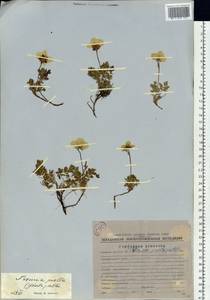 Geum selinifolium (Fisch. ex F. Schmidt) Hultén, Siberia, Chukotka & Kamchatka (S7) (Russia)
