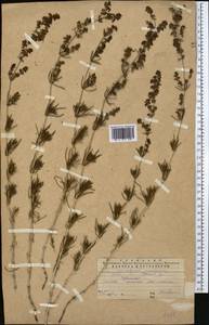 Galium verum subsp. verum, Middle Asia, Western Tian Shan & Karatau (M3) (Kazakhstan)