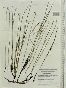 Equisetum palustre L., Eastern Europe, Northern region (E1) (Russia)