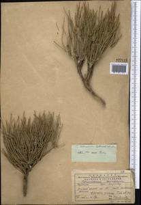 Ephedra intermedia Schrenk & C.A.Mey., Middle Asia, Western Tian Shan & Karatau (M3) (Kazakhstan)