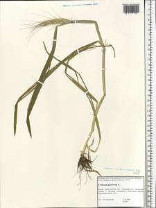 Triticum aestivum L., Eastern Europe, Northern region (E1) (Russia)