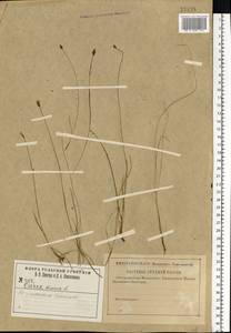 Carex dioica L., Eastern Europe, Central region (E4) (Russia)