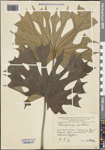 Pterospermum acerifolium (L.) Willd., South Asia, South Asia (Asia outside ex-Soviet states and Mongolia) (ASIA) (China)