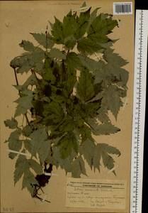 Actaea asiatica H. Hara, Siberia, Russian Far East (S6) (Russia)