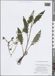 Hieracium lachenalii subsp. deductum (Sudre) Greuter, Eastern Europe, North-Western region (E2) (Russia)