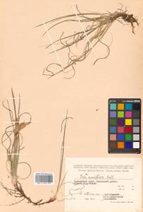 Iris uniflora Pall. ex Link, Siberia, Russian Far East (S6) (Russia)