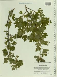 Ribes aureum Pursh, Eastern Europe, Rostov Oblast (E12a) (Russia)