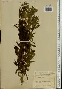 Euphorbia palustris L., Eastern Europe, Central region (E4) (Russia)