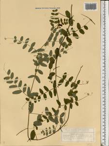 Vicia sepium L., Eastern Europe, Volga-Kama region (E7) (Russia)