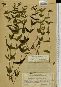 Scutellaria yezoensis Kudô, Siberia, Chukotka & Kamchatka (S7) (Russia)
