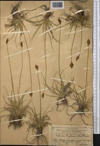 Carex kokanica (Regel) S.R.Zhang, Middle Asia, Western Tian Shan & Karatau (M3) (Kazakhstan)