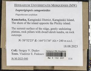 Isopterygiopsis catagonioides (Broth.) Ignatov & Ignatova, Bryophytes, Bryophytes - Chukotka & Kamchatka (B21) (Russia)