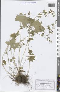 Alchemilla tichomirovii Czkalov, Eastern Europe, Middle Volga region (E8) (Russia)