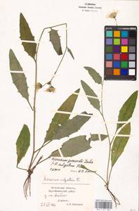 Hieracium lachenalii subsp. deductum (Sudre) Greuter, Eastern Europe, Moscow region (E4a) (Russia)